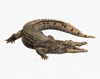 Crocodile Printable Art, PNG + JPG Files "Nile Crocodile" Digital Download Print for Crafts, Wall Art, Collages, Transfers, Scrapbooking...