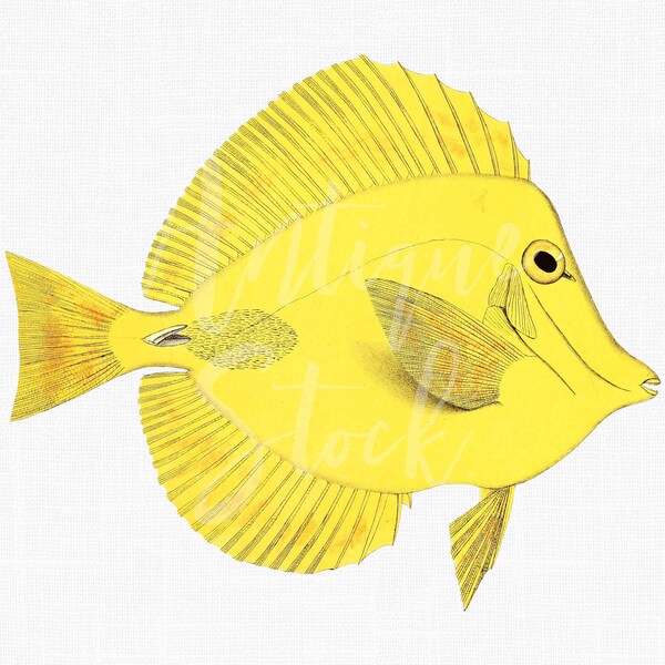 Printable Wall Art Fish Etsy