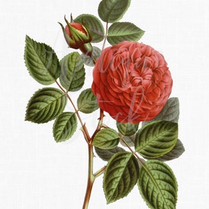 Illustrazione botanica di rosa Clipart "Generale Washington" Immagine del fiore per il ferro su trasferimento, album, cartoline, inviti...