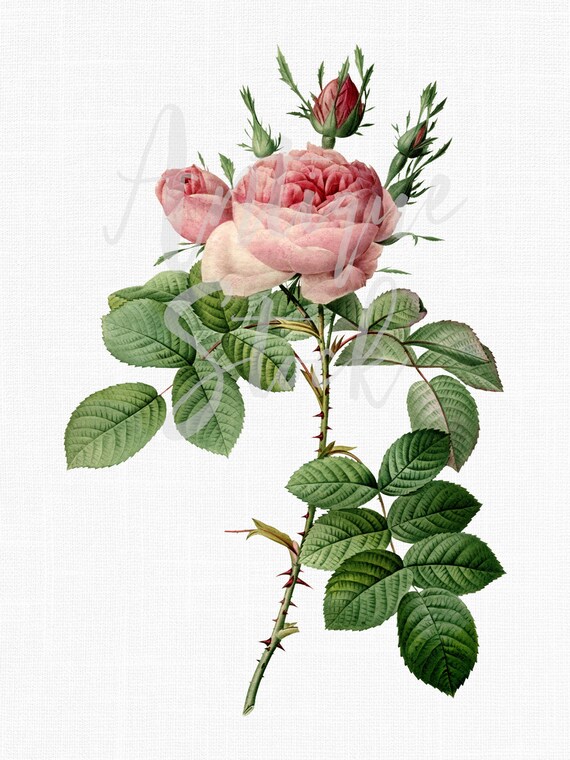 Pink Rose Png Image Pink Rose Of Provins Floral Etsy