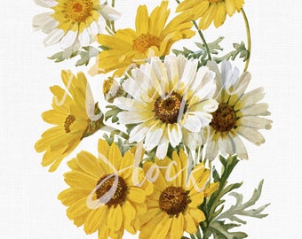 Flowers Digital Download &quot;Corn Marigold&quot; Autumn Fall Printable Botanical Illustration JPG / PNG Files for Crafts, Prints, Collages...