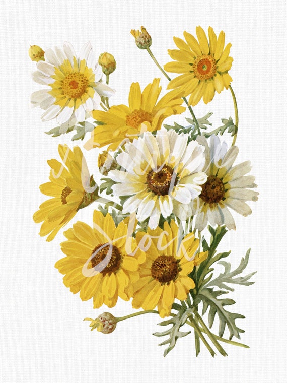 Flowers Digital Download "Corn Marigold" Autumn Fall Printable Botanical Illustration JPG / PNG Files for Crafts, Prints, Collages...