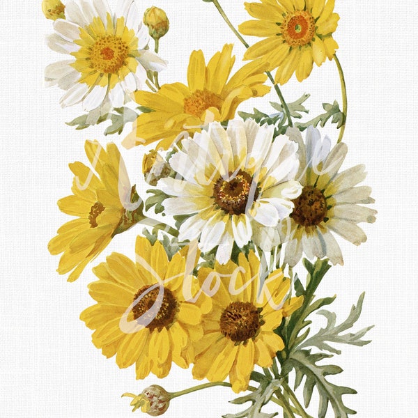 Flowers Digital Download "Corn Marigold" Autumn Fall Printable Botanical Illustration JPG / PNG Files for Crafts, Prints, Collages...