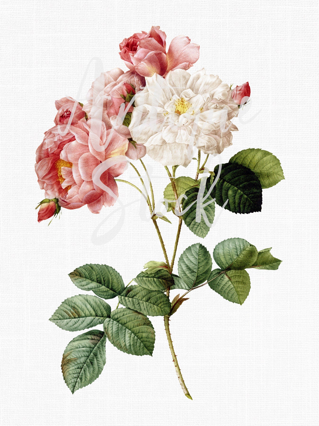 日本画 ローズ 植物イラスト「白とピンクのダマスクローズ」花のクリップアート
