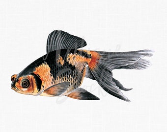 Goldfish Old image Antique Koi Drawing Vintage "Demekin Goldfish" Illustration - 1908