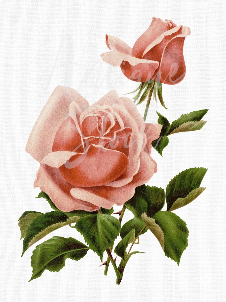 May include: A vintage illustration of a pink rose with green leaves. The rose is in full bloom and has a delicate, feminine appearance.