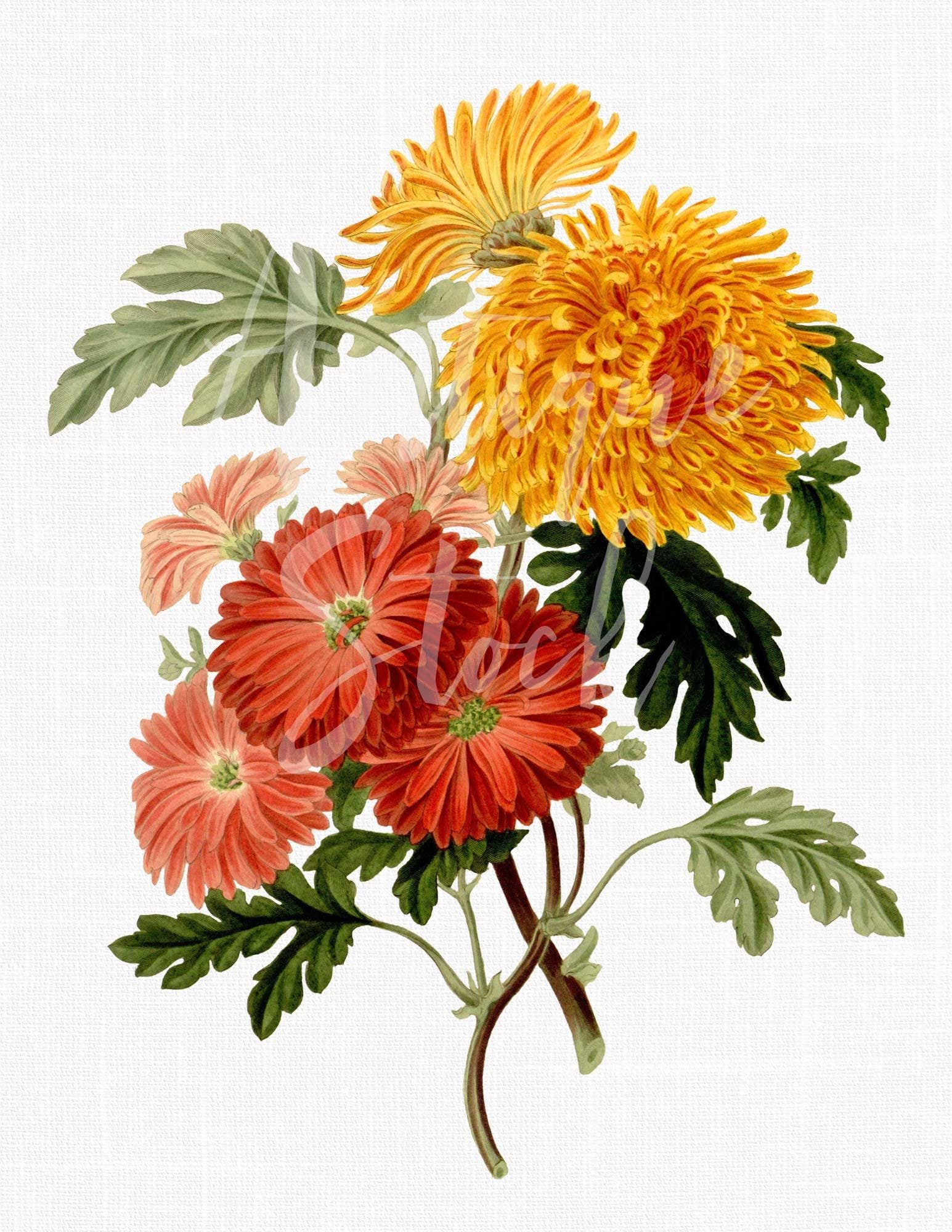 Flower Botanical Illustration "pale Buff Chrysanthemum" Printable Art Download Image for Invitations, Scrapbook, Prints, Collages, Crafts... - Etsy