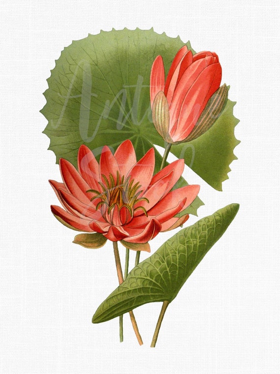 Ilustración botánica Imágenes prediseñadas de flores - Etsy México Ilustración botánica Imágenes prediseñadas de flores - Etsy México