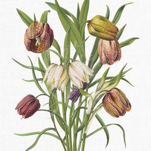 Clipart fleur peinte à la main vintage « Fritillaria » Image imprimable en téléchargement numérique pour impressions d'art mural, fabrication de cartes, sublimation...