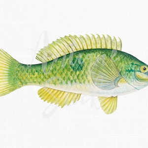 Fish Clip Art, Téléchargement instantané « Green Parrot Fish » Png File Illustration pour invitations, découpage, impressions d’art mural, collages...