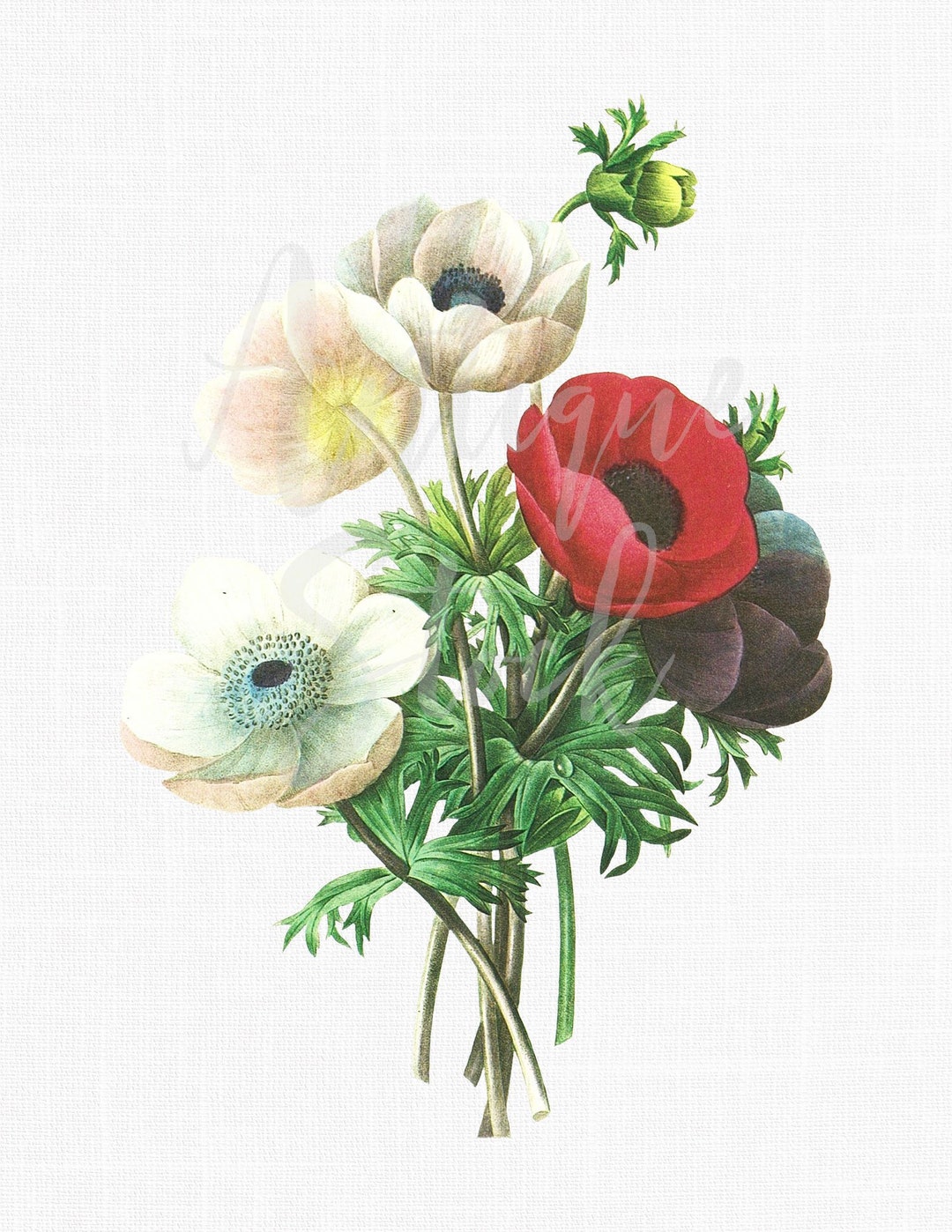 Flower Clipart "anemones" Antique Botanical Illustration Digital ...