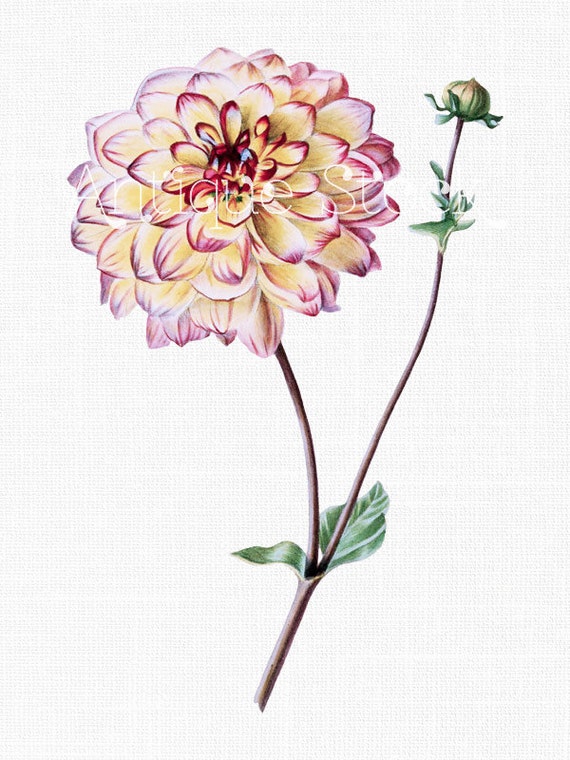 Flower Clip Art Botanical Illustration multicolored - Etsy Flower Clip Art Botanical Illustration multicolored - Etsy