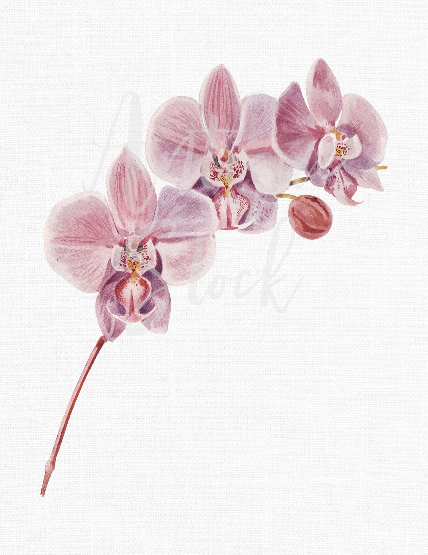 Orchid Flower Orchid Botanical Print FL023 Vintage Pink Orchids Giclee