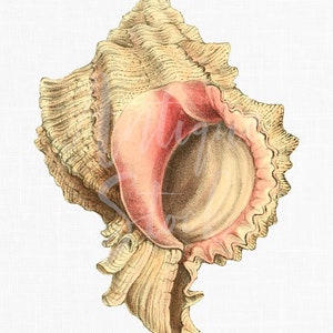 Seashell Clipart "Murex Slak" Rock Slak Vintage Image Digitale Download Kunst voor Scrapbook, Ambachten, Collages, Wall Art Prints...