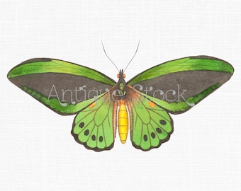 Butterfly Digital Clipart "Green Birdwing" Vintage Image for Prints, Crafts, Wall Art, Collages, Transfers, Scrapbooking, Invitations...