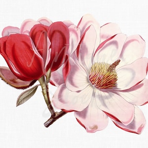 Botanical Illustration, Flower Clipart &quot;Pink Magnolias&quot; PNG / JPG Digital Download for Printing, Scrapbooking, DIY Projects, Collages...