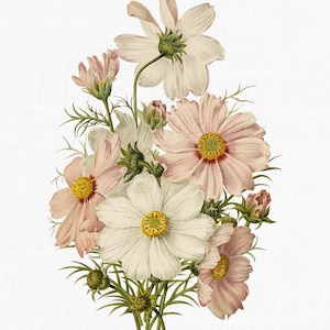 Vintage handgemalte Blume Clipart "Cosmos" druckbare digitale Download Bild für Wand Kunst Drucke, Kartenherstellung, Scrapbook, Sublimation ...