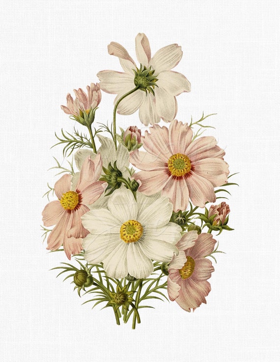 Vintage Hand-painted Flower Clipart "Cosmos" Printable Digital Download Image for Wall Art Prints, Card Making, Scrapbook, Sublimation...