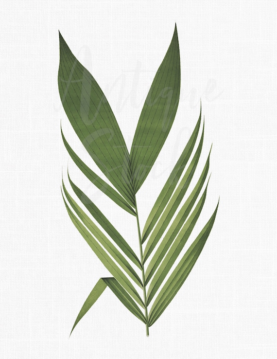 Palme Blatt Clipart, Botanische Illustration 