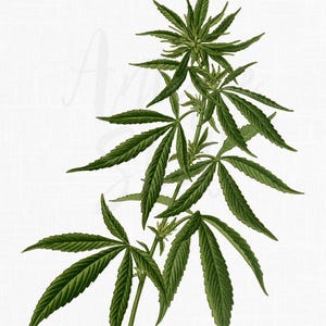 Illustration botanique de la marijuana, fichiers imprimables PNG/JPG « Cannabis » pour faire des invitations, fabrication de cartes, découpage, travaux manuels...