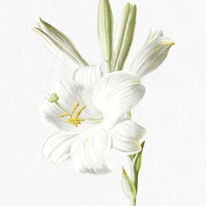 Clipart de lys de la Madone, Illustration botanique PNG/JPG, clipart fleur à téléchargement immédiat pour art mural, faire-parts, collages, travaux manuels...