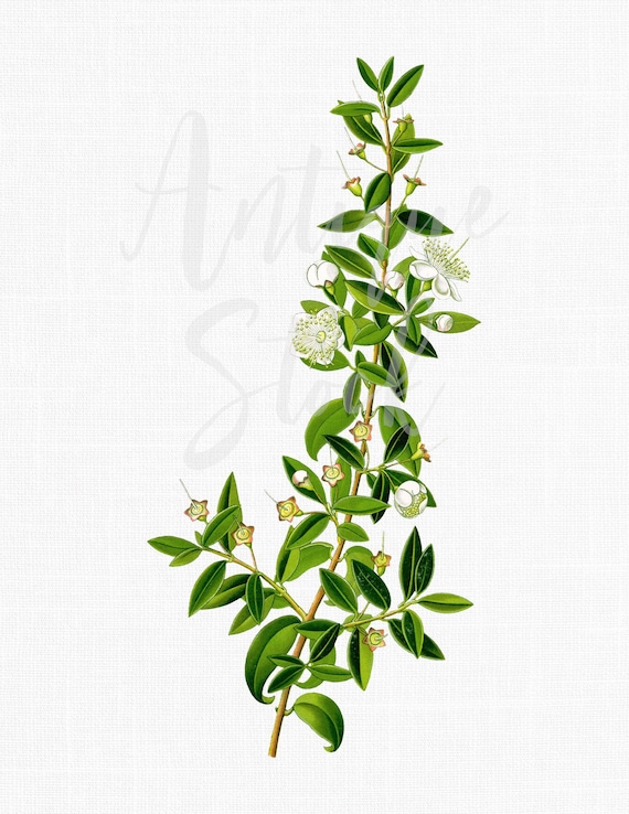 Vintage Botanical "Myrtle" Antique Illustration Digital Download for Wall Art Prints, Wedding Invitations, Collages, Crafts...