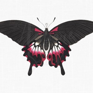 Butterfly Clipart &quot;Scarlet Mormon&quot; PNG and JPG Insect Illustration for Card Making, Scrapbooking, Prints, Collages, DIY Projects...