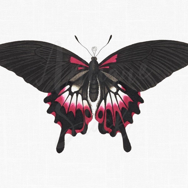 Butterfly Clipart "Scarlet Mormon" PNG and JPG Insect Illustration for Card Making, Scrapbooking, Prints, Collages, DIY Projects...