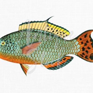 Fisch Clip Art, druckbare Illustration PNG / JPG ""Hochflosser Papageifisch"" Digitaler Download für Wandkunst Drucke, Decoupage, Kunsthandwerk ..."
