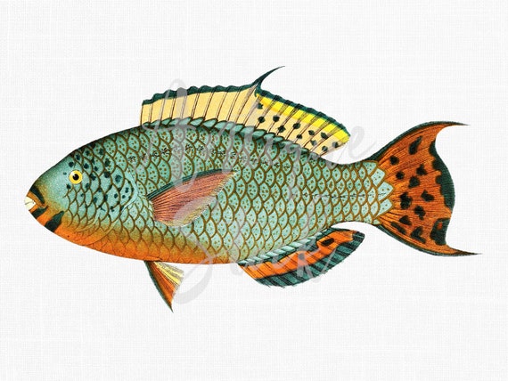 Fish Clip art, Printable Illustration PNG / JPG "Highfinned Parrotfish" Digital Download for Wall Art Prints, Decoupage, Crafts...
