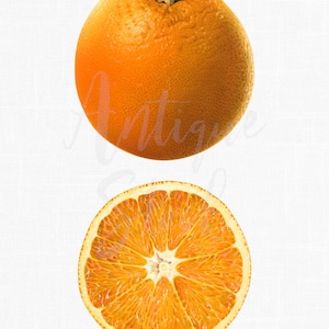 Orange druckbare Kunst PNG- und JPG-Dateien "Washington Navel Orange" zum Basteln, Küchendekor, Collage, Geschenke ...