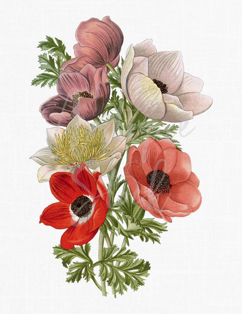 Pink and White Flowers Clipart poppies Anemones - Etsy