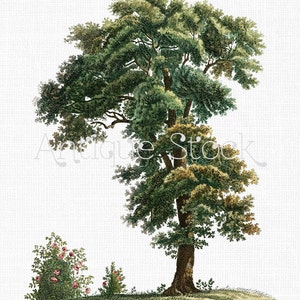 Tree Clip Art - Quercus Tree Download istantaneo Immagine per Wall Art, Collages, Scrapbooking, Graphic Design, Stampe, Mestieri di carta...
