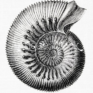 May include: Black and white illustration of an ammonite fossil. The fossil is a spiral shell with intricate details.