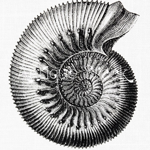 Old Image "Ammonite" Fossil Vintage illustration Digital Download for Collages, Crafts, Decoupage, Prints...