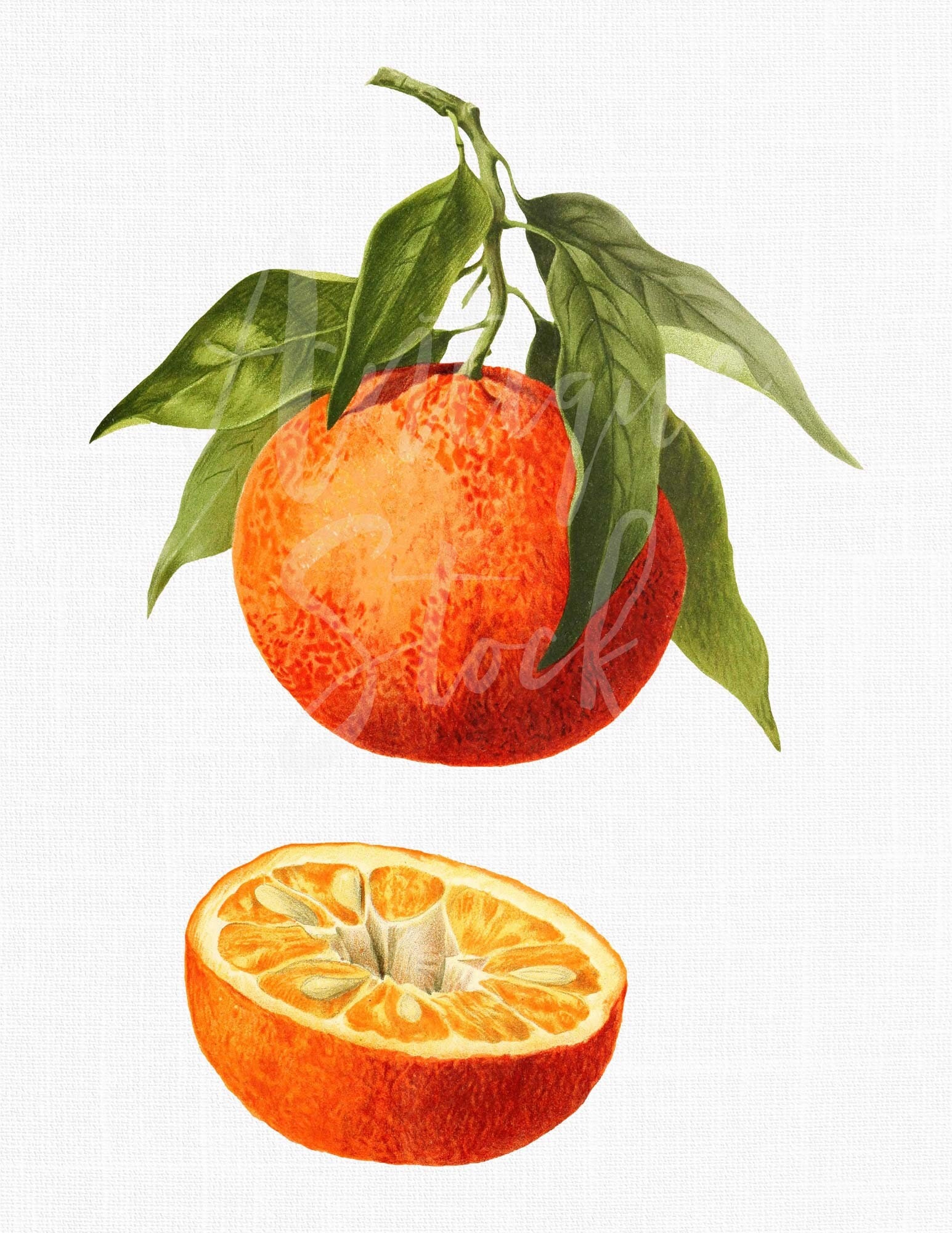 Clementine Vintage Botanical Illustration, Transparent Background