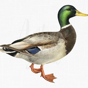 Download immediato dell'immagine "Mallard Duck" (anatra selvatica) per stampe artistiche da parete, collage, decoupage, artigianato...