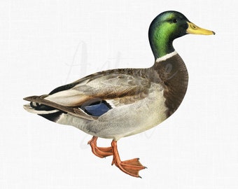 Instant Download "Mallard Duck" Wild Duck Bird Image for Wall Art Prints, Collages, Decoupage, Crafts...