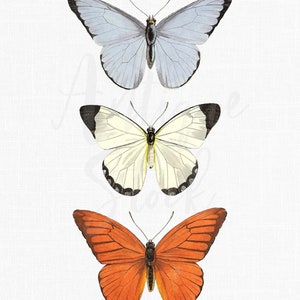 Fundo Transparente Borboletas Imagem Vintage "Pieris" Download Digital Ilustração para Sublimação, Decupagem, Convites...
