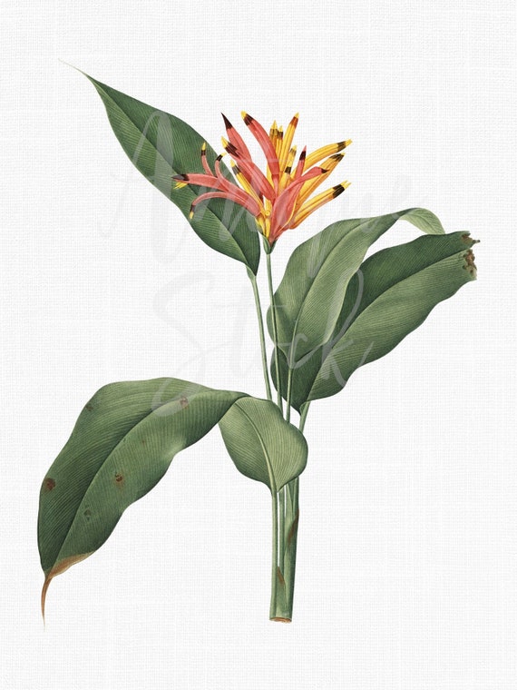 Ilustración botánica PNG & JPG Archivos Flor de - Etsy México Ilustración botánica PNG & JPG Archivos Flor de - Etsy México