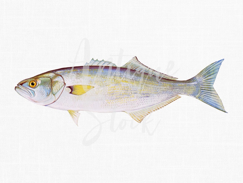 Vintage Fish Clipart Digital Bluefish Printable Png Image For Sbook Crafts Design Collages Wall Art