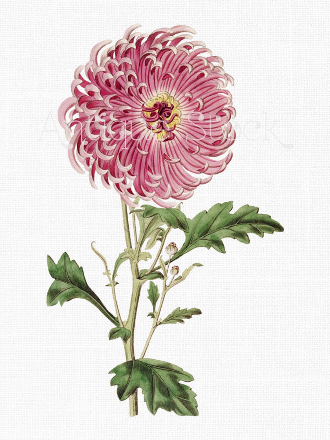 Flower Clipart pink Indian Chrysanthemum Vintage Botanical Illustration