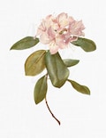 Pink Flower &quot;Carolina Azalea&quot; Printable Botanical, Digital Download PNG File for Wedding Invitations, Scrapbook, Prints, Collages...