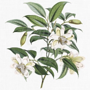 Flowers Clipart « Cathcart’s Magnolia » Illustration botanique PNG + JPG Fichiers téléchargeables pour les invitations de mariage, impressions, collages...