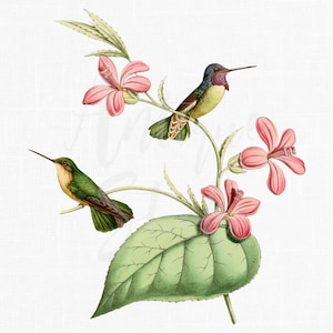 Clip Art di uccelli "Colibrì di Costa" Illustrazione per arte murale, decorazione, decoupage, album di ritagli, creazioni di carta, biglietti, inviti...