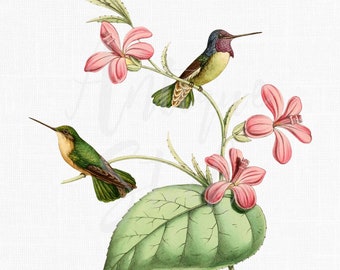 Ilustração de pássaros "Beija-flor da Costa" para arte de parede, decoração, decoupage, scrapbook, artesanato em papel, cartões, convites...