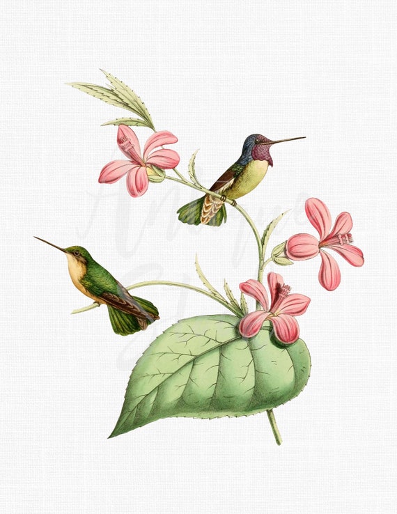 Birds Clip Art "Costa's Hummingbird" Illustration for Wall Art, Decoration, Decoupage, Scrapbook, Paper Crafts, Cards, Invites...