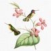 see more listings in the BIRDS & PLANTS section