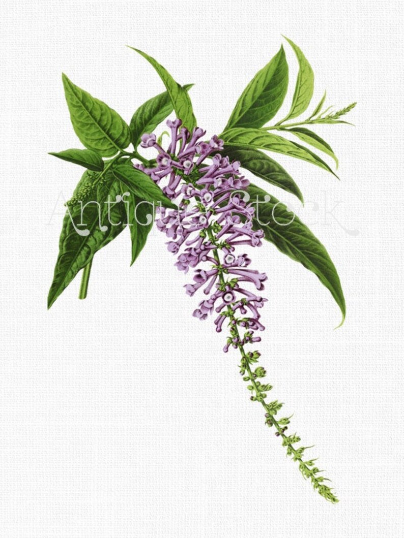 Flowers Clipart butterfly Bush Botanical Etsy