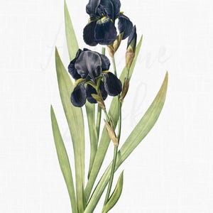 Iris Flower PNG Clipart, Botanical Digital Download Image for Wedding Invitations, Scrapbook, Prints, Collages, Crafts⎢Purple Bearded Iris